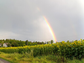 Obraz premium Beautiful Rainbow over Sunflower Field at Sunset in Rural Countryside