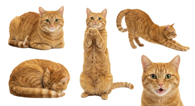 Red Tabby Ginger Cat Character Set in Different Poses Isolated