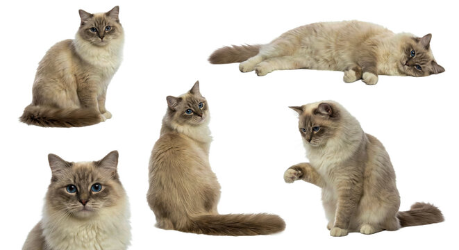 Ragdoll Cat Character Set in Different Poses Isolated