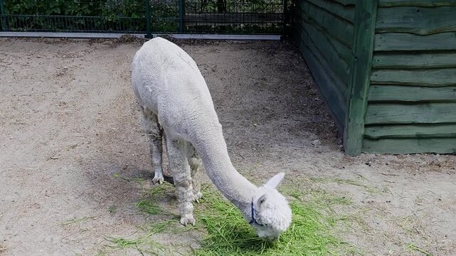 Video footage of a shorn white alpaca wearing a blue halter eating green grass from the ground in an enclosure, filmed from a side view in daylight next to a wooden structure.