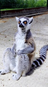 Video footage of a ring-tailed lemur in a funny pose with raised paws sitting on sand in a zoo, looking at camera with orange eyes.