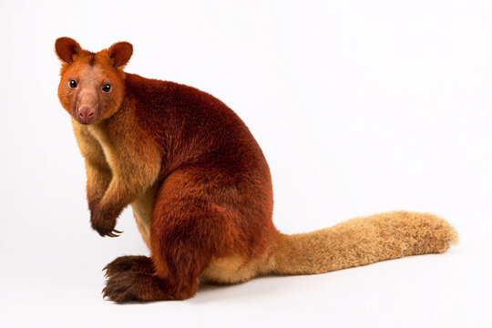 Realistic tree kangaroo isolated on a white background with rich reddish fur and fluffy tail in a detailed wildlife portrait