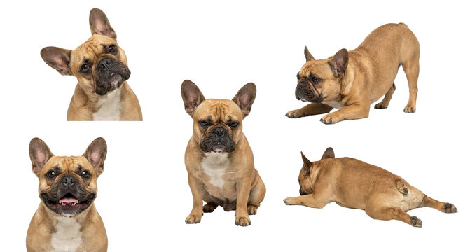 French Bulldog Dog Character Set in Different Poses Isolated