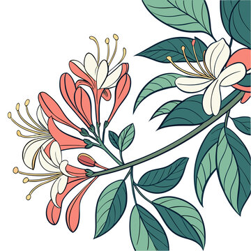 Beautiful honeysuckle flower branch with green leaves and pink white petals illustration