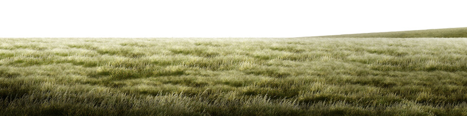 field of wheat/Ultra-sharp high-resolution panoramic grass field with natural green texture, soft breeze, and a peaceful landscape, perfect for nature backgrounds and design projects. © Saharattaphum