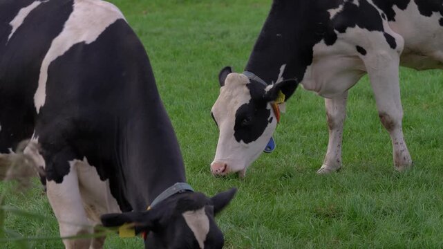 Herd of black and white Holstein Friesian dairy cows grazing in a lush green pasture near a rural farm at dusk in the Netherlands.