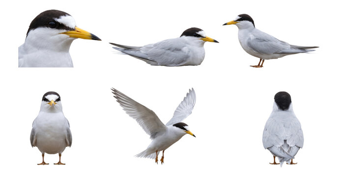 collection of little tern (sternula albifrons) in perched and flying poses