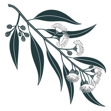 Elegant eucalyptus branch illustration with leaves and flowers in a hand drawn sketch style
