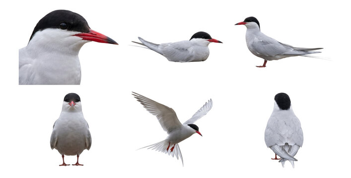 common tern (sterna hirundo) in various poses, from perched to flying