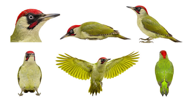 set of european green woodpecker (picus viridis) poses including perched and front view