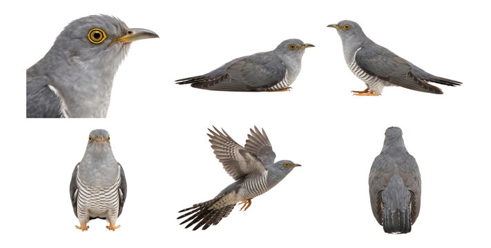 set of common cuckoo (cuculus canorus) poses including perched and front view