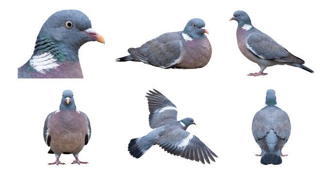 common wood pigeon (columba palumbus) perched, flying, and close-up views