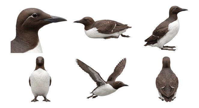 set of common guillemot (uria aalge) poses including perched and front view
