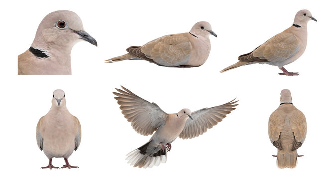 eurasian collared dove (streptopelia decaocto) pose bundle featuring close-up and flying shots