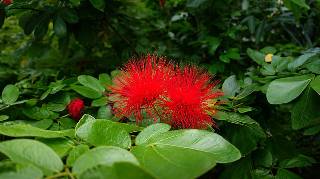 Vibrant red powder puff flowers blooming amidst lush green foliage transparent background