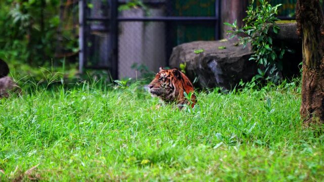Sumatran tiger is watching its prey by hiding in the grass