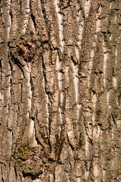 Canadian poplar bark detail - Latin name - Populus x canadensis