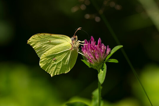 Common brimstone butterfly Gonepteryx rhamni feeding on a wildflower in Silesian Beskids mountains Poland