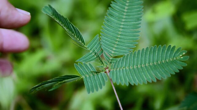 Close-up of Sensitive Plant Leaves (Mimosa pudica)