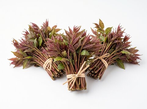 Freshly harvested red toon leaves neatly tied with raffia on a white studio background for healthy Asian cuisine."
