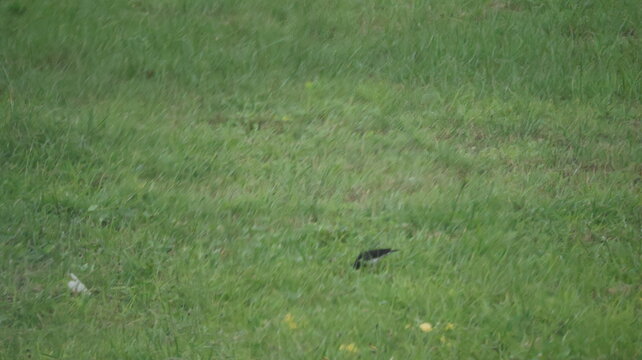 The image depicts a grassy field with lush, green vegetation covering most of the scene. In the center, a small bird with dark feathers is visible, appearing to forage or rest on the ground