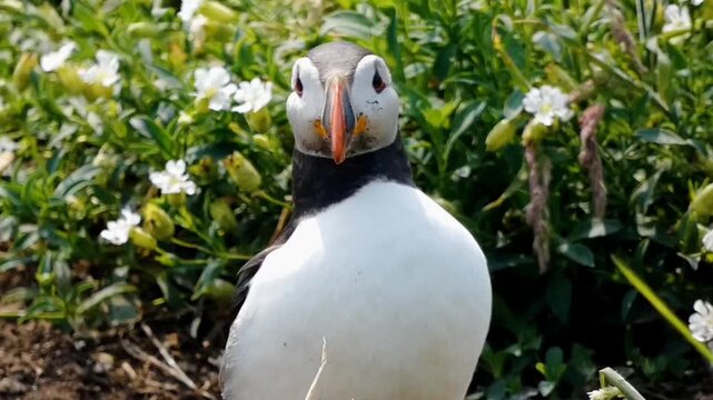 An atlantic puffin (Fratercula arctica), nesting in the Farne Islands near the Northumberland coast, stands among the flowering sea campion that covers the island. 