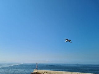 Seagull gliding over a peaceful seascape with harbor structures and open water in the background. Captures themes of travel, navigation, marine life, and coastal landscapes.  © massimo