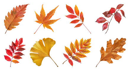 Obraz premium PNG Colorful autumn leaves collection isolated on transparent background