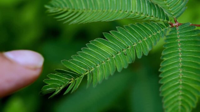 Close-up of Sensitive Plant Leaves (Mimosa pudica)