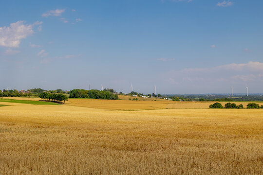 Summer countryside landscape, Slope hill with blue sky, Farmland and straw of Triticum aestivum, wheat after harvested, Voerendaal, Gulpen-Wittem and region, The Dutch province of Limburg, Netherlands