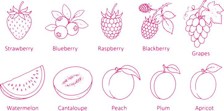 Healthy fresh berries and fruits in line art strawberry blueberry raspberry blackberry grapes watermelon cantaloupe peach plum apricot.