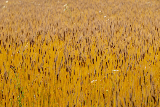 Selective focus of golden yellow grain, Triticum monococcum or Einkorn is a wild species of wheat, Ripe ears of brown rye in the farm in summer, Agriculture industry in countryside, Natural background
