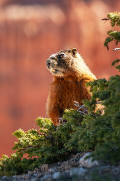 marmot in the mountains