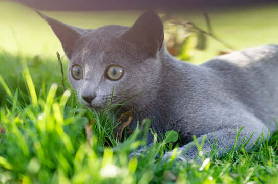 Russisch Blau Katze genie&szlig;t die Zeit im Garten
