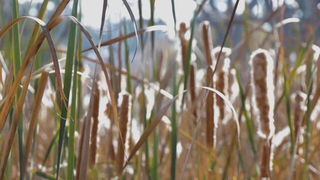 Tall grass and reeds in the wetlands
