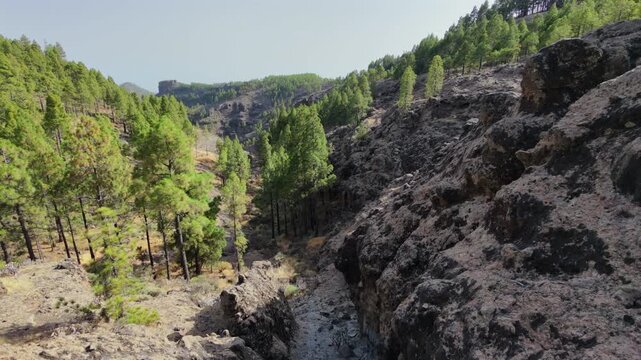 Aerial view moving backward revealing a dry canyon bed surrounded by rocky mountains and lush pine forests on a sunny day in Gran Canaria