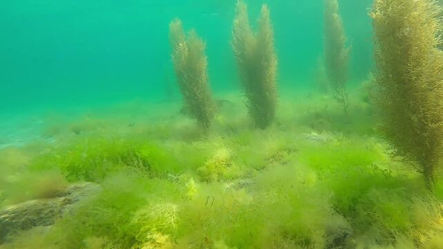 Underwater Footage of Green Algae in a Clear Turquoise Lake