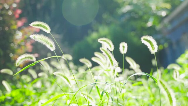 Wild foxtail grass swaying gently in a serene sunlit meadow during summer