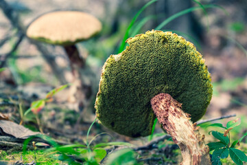 Russell's Bolete Mushroom Macro Close Up in Maine Forest © Katie Dobies