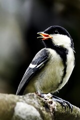 Obraz premium Cinereous Tit Singing While Perched on Tree Branch
