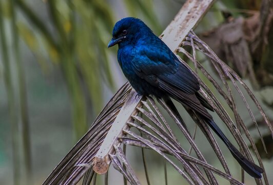 Wild Black Drongo with Glossy Blue Black Plumage