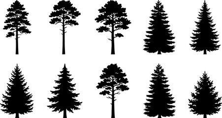 A collection of ten detailed black silhouettes of various coniferous trees including pine spruce and fir isolated on a plain white background © DabashChandra