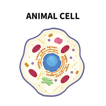 animal cell structure diagram without labels