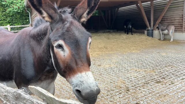 Curious Donkey Moving Head Beside Rustic Fence in Outdoor Enclosure