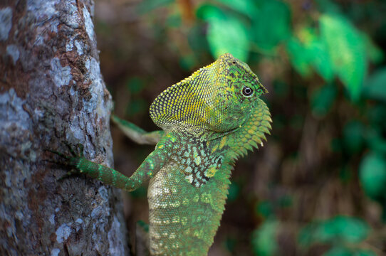 green chameleon on a tree