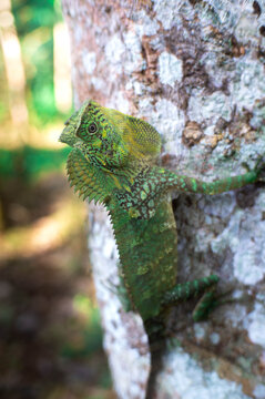 green chameleon on a tree