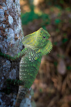 green chameleon on a tree