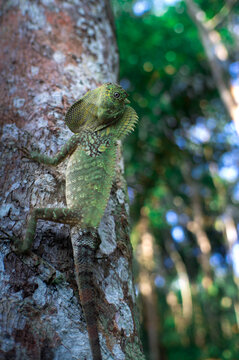 green chameleon on a tree