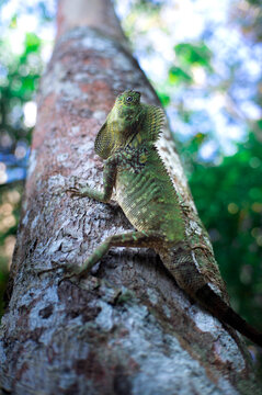 green chameleon on a tree