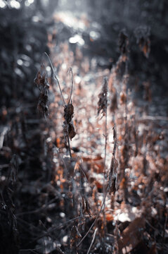 Beautiful dry grass in the dry season.